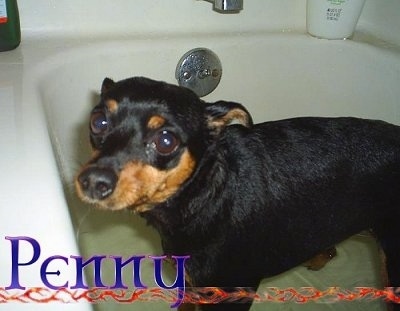 A wet black and tan Miniature Pinscher is standing in a tub with water in it. It is looking up and to the left. It looks sad that it has to bathe. The word - Penny - is overlayed in the bottom left corner.